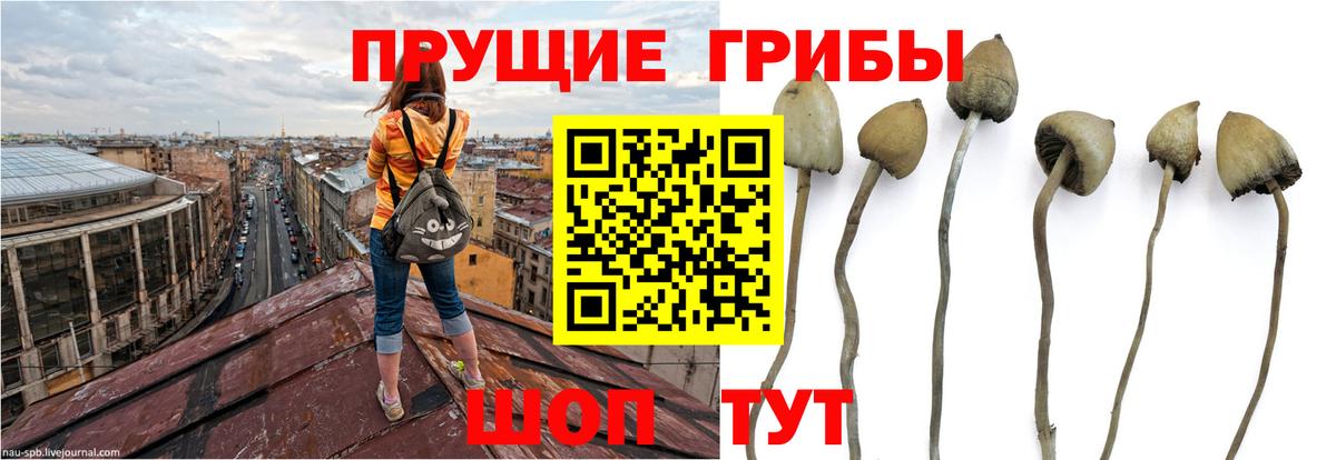 Галлюциногенные грибы Magic Shrooms Ивантеевка
